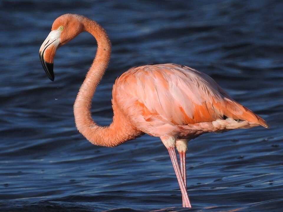 Flamingo Bay, Virgin Islands (U.S.)