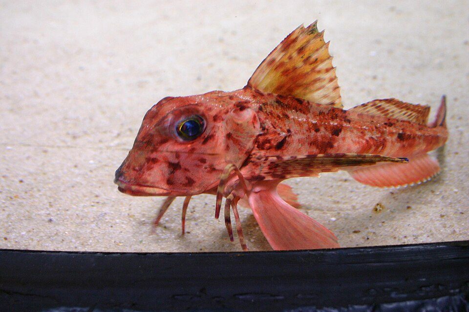 Gurnard, United Kingdom