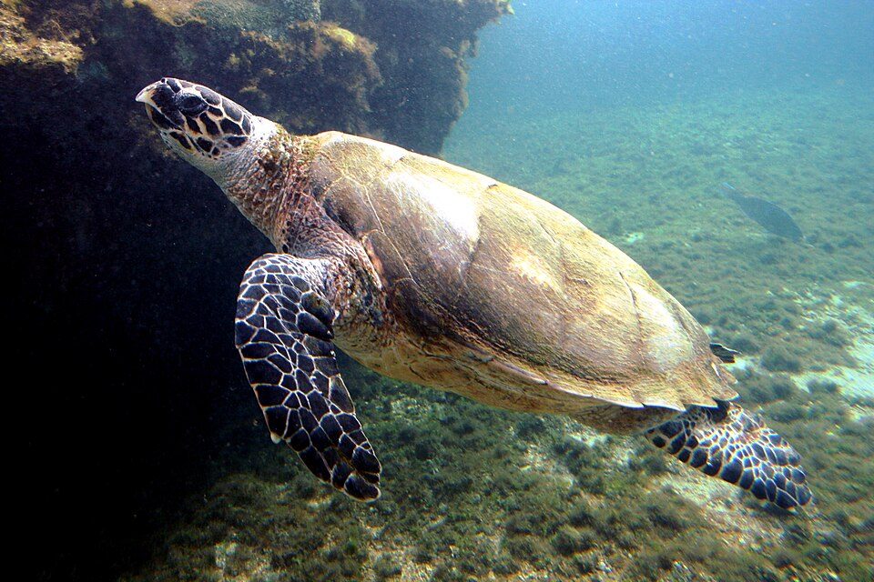 Hawksbill, Bahamas
