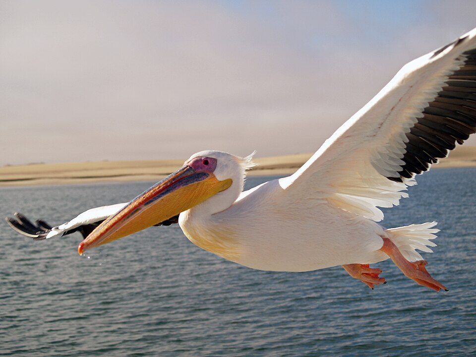 Pelican, AK, United States