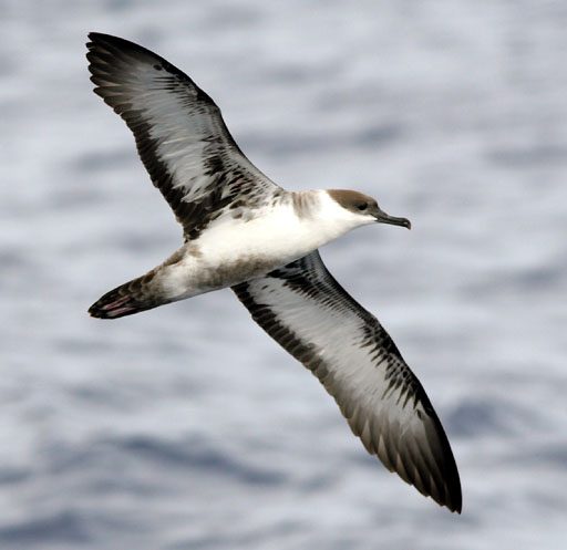 Shearwater, BC, Canada