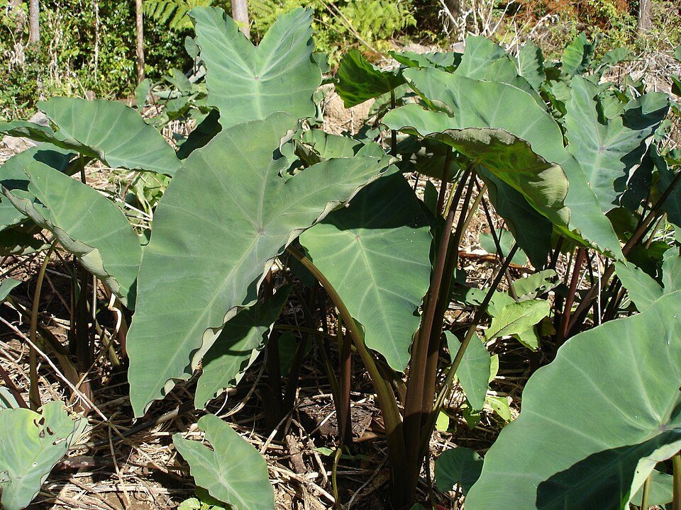 Taro, Solomon Islands